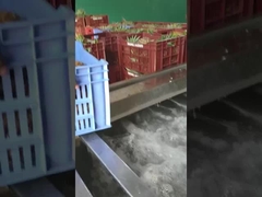 Machine à laver les fruits et légumes à bulles, capacité de production personnalisable